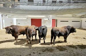 Los astados de José Cruz para el festejo de hoy en Valencia