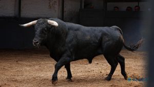 Los ejemplares de Montealto para la primera novillada de San Isidro