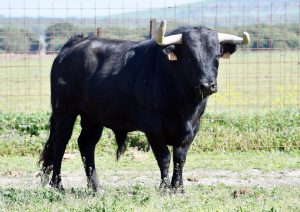 Orden de lidia para la novillada de hoy en Valladolid