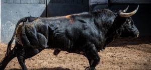 Los toros del regreso de Baltasar Ibán a la plaza de Madrid