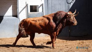 Sorteo de los toros de Juan Pedro Domecq para hoy en Las Ventas