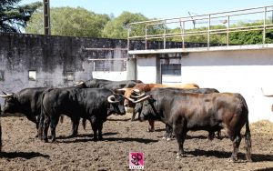 Enrique Ponce reaparece en Nimes con "Terciopelo", de Juan Pedro Domecq