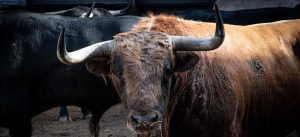 Orden de lidia para la confirmación de Christian Parejo en Madrid