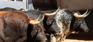 Jorge Martínez confirmará alternativa con "Estafador", de Conde de Mayalde