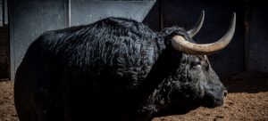 Los toros de El Capea y Montalvo para la decimoquinta de San Isidro