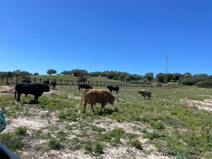 Los ejemplares de Torrealta para Sanlúcar de Barrameda