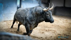 Victorino Martín lidiará por primera vez en Guijuelo