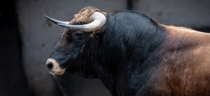 Los novillos de La Guadamilla para la primera cita de 'Cénate Las Ventas'