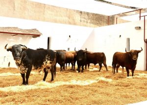 Sorteados los toros para el mano a mano de Alicante