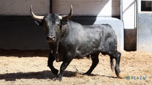 Adolfo Martín lidiará una corrida en Majadahonda