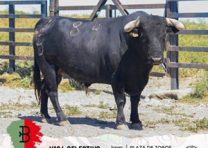 Orden de lidia para la Corrida Concurso de Ganaderías de Algeciras