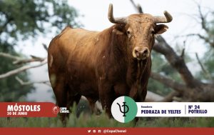 Los ejemplares para la gran final de la Copa Chenel en Móstoles