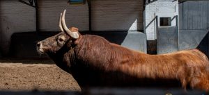 Cinco de Garcigrande y uno de El Pilar para la Corrida de Beneficencia