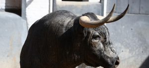 Los toros de José Escolar para hoy en Las Ventas