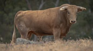 Los toros de Juan Pedro Domecq para Burgos