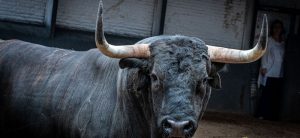 Los toros de Román Sorando para la Corrida Homenaje a la Policía