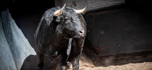 Los toros de Valdefresno para hoy en Madrid