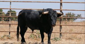 La corrida de Victorino Martín para la Feria de Alicante, en el campo