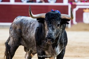 Elenco ganadero de lujo para la Feria de Albacete