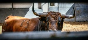 Los astados de El Cotillo y Hnos. Collado Ruiz para hoy en Las Ventas