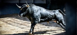 Los novillos de Couto de Fornilhos para la tercera nocturna en Las Ventas