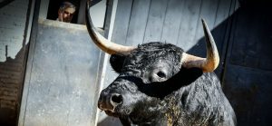 Los novillos de López Gibaja para la segunda cita de 'Cénate Las Ventas'