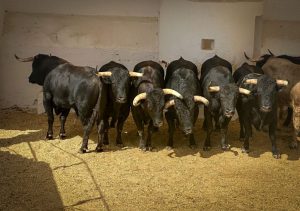 Los novillos de Núñez de Tarifa que abren la Feria de Julio de Valencia