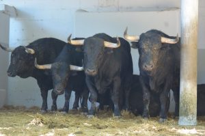 'Pícaro', de Pincha, primer astado de los Sanfermines 2024