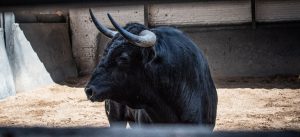 Los novillos de Talavante y El Freixo para la Final de Las Ventas