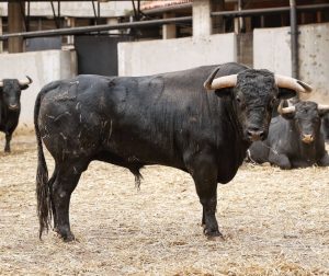Orden de lidia para la corrida del Día de Santiago en Santander