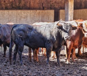 Orden de lidia de los toros de El Pilar para hoy en Santander