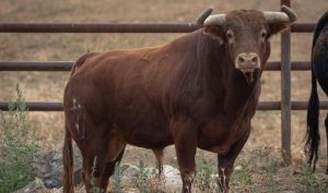 Enrique Ponce se despide de Burgos con 'Piropo', de Juan Pedro Domecq