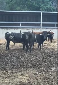 Los 'Miuras' para el cierre de la Feria de San Fermín