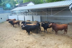 Los toros de La Palmosilla para la primera corrida de los Sanfermines