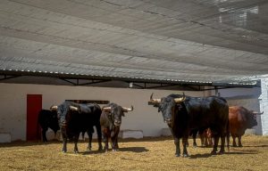 Orden de lidia de los toros de Santiago Domecq que cierran la Feria de Julio