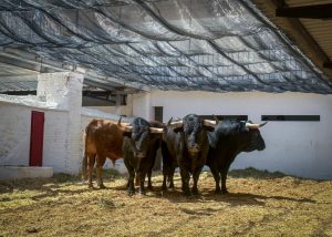 Sorteados los de El Pilar y Victoriano del Río para esta tarde en Valencia