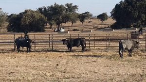 Los toros de Victorino Martín para la encerrona de Borja Jiménez en La Línea