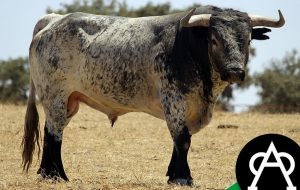 Impresionantes Miuras para la VI Magallánica