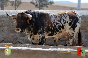 Los utreros de Cebada Gago para el Alfarero de Oro
