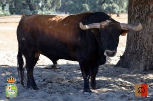 Los novillos del Conde Mayalde para el Alfarero de Oro