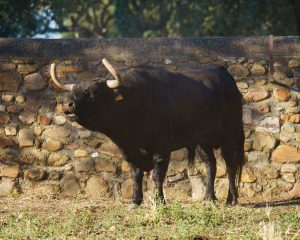 José Cruz reseña los novillos con destino a Bilbao