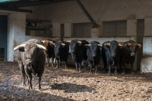 Los novillos de José Cruz para hoy en Bilbao