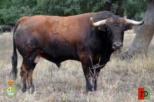 Los utreros de Montealto que saltarán al ruedo de Villaseca de la Sagra