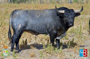 Los ejemplares de Rehuelga para Villaseca de la Sagra