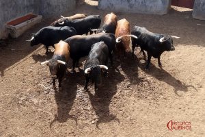 Orden de lidia para la novillada de esta tarde en Colmenar Viejo