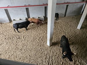 Los ejemplares de Murteira Grave para la última de Azpeitia