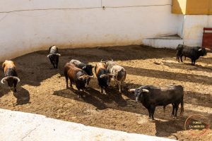 Orden de lidia de los toros de Juan Pedro Domecq para hoy en Huelva