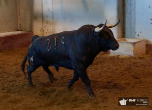 Los toros de Núñez del Cuvillo para la tercera de San Sebastián