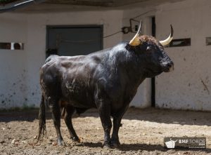 Los toros de Dolores Aguirre para el cierre de las Corridas Generales de Bilbao