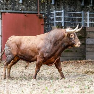 'Vivijagua', de Juan Pedro Domecq, abre la Feria de Dax